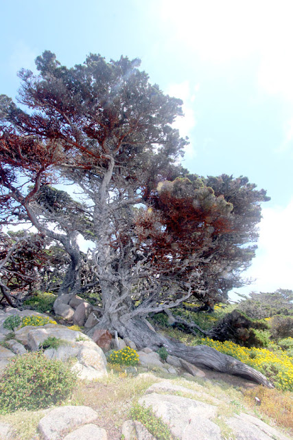 Point Lobos State Reserve, Cypress Trail, Headland Cove