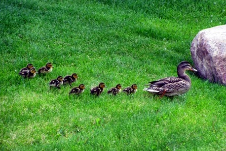 Ducklings Spring 2014