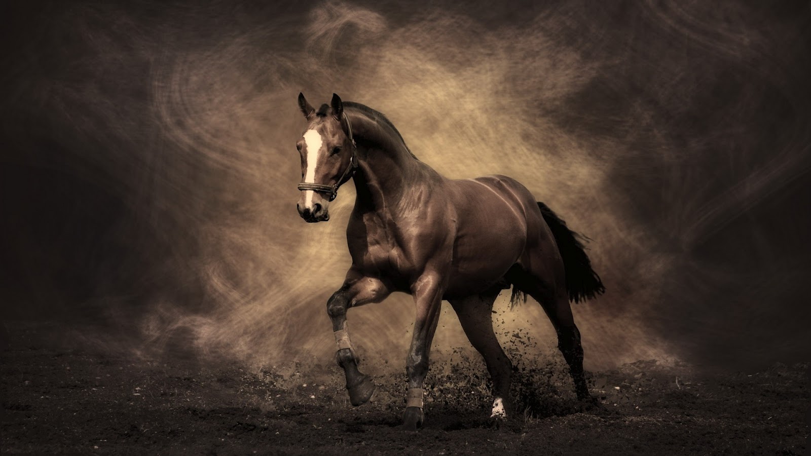 Horses HD free wallpapers|Horses wallpapers for desktop ...