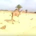 بالفيديو.. شاب مغربي يثبت جمل هارب بطريقة مجنونة