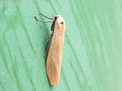 http://www.biodiversidadvirtual.org/insectarium/Eilema-sororcula-img686827.html