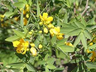 Casse de Buenos Aires - Senna corymbosa - Cassia corymbosa