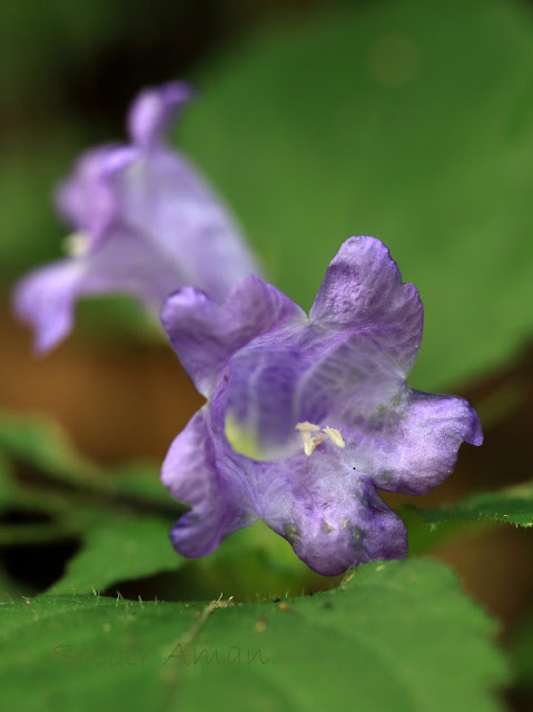 Strobilanthes oligantha