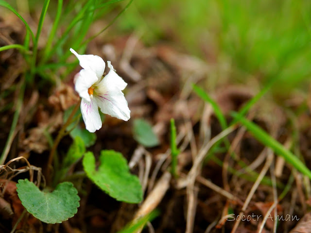 Viola Keiskei