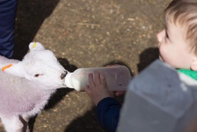 A young boy bottle feeding a lamb