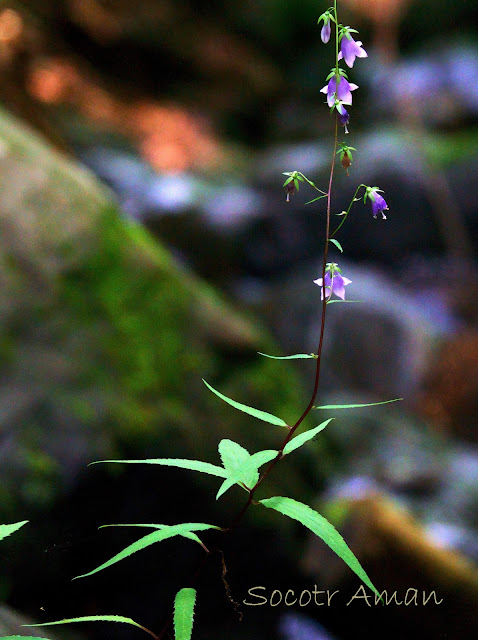 Adenophora remotiflora