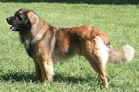 Leonberger