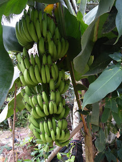 jual pisang cevendish bantul