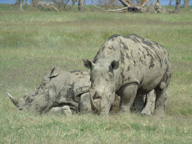 rhinoceros lake nakuru national park kenya safari