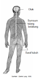 Pengertian, Fungsi, Bagian Anatomi Sistem Saraf Pusat dan Tepi Pada Manusia