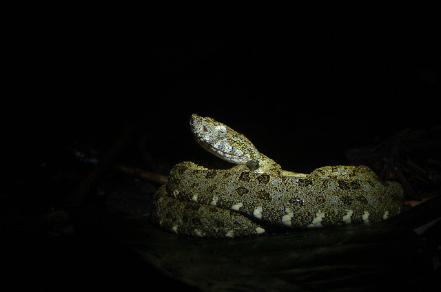 Jararaca-cinza - Bothriopsis taeniata - Amazonia