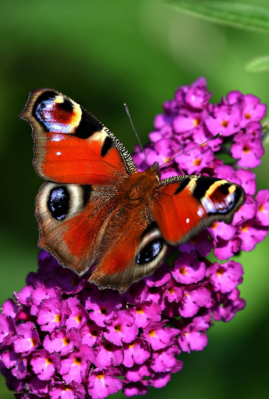 Picture of a peacock butterfly.