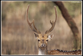Male Spotted deer