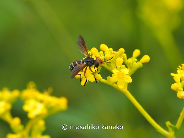 メバエの一種？