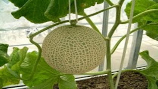 Cara menanam melon supaya besar dan manis