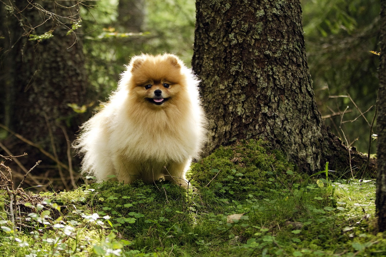 Anjing Ras Poodle Paling Keren Dan Lucu Pecinta Binatang26 Foto