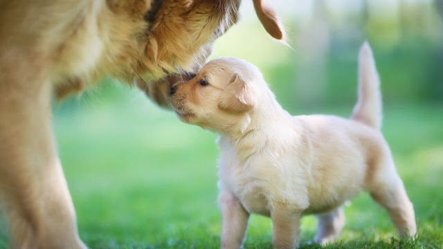 golden retriever pregnancy stages