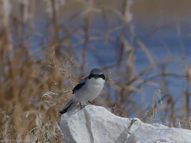 10: bird stares right at the camera