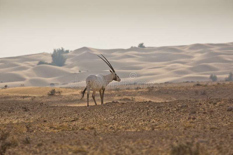 الظبي الابيض في الصحراء