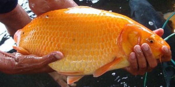 Deskripsi dan Klasifikasi Ikan  Mas  KebunBudidaya 