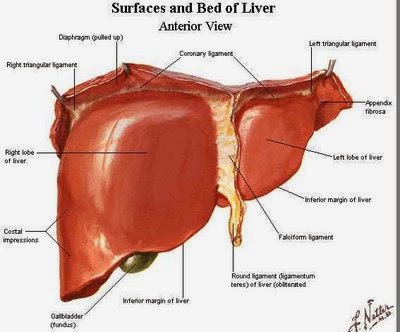 cara mengobati liver samapai sembuh total