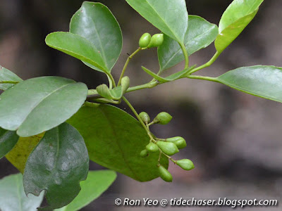 Barat-barat (Cassine viburnifolia)