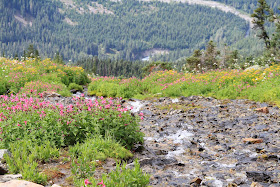 Stream and monkey flowers