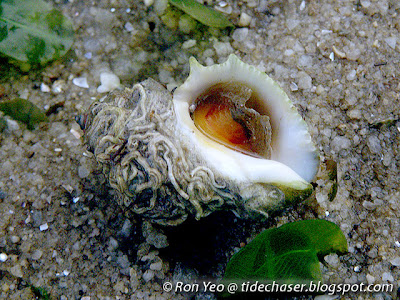 Lacerated Rock Shell (Thaisella lacera)