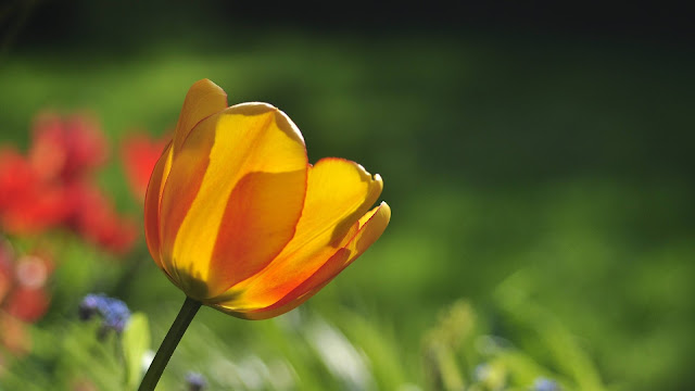 Darwin Hybrid Tulip