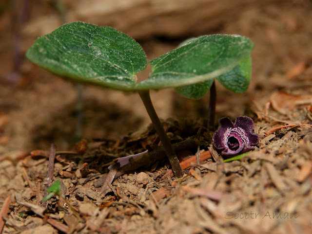 Asarum tamaense