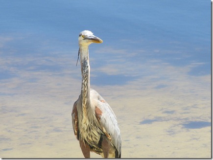 Bird 04-25-12a
