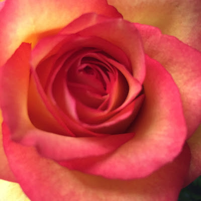 Orange Rose at Stein Your Florist Co.