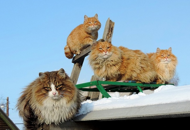 severe siberian cats