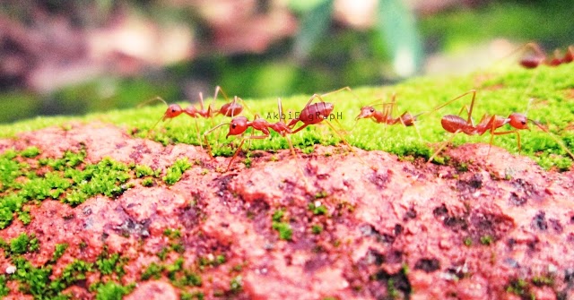 Membasmi Semut di Kebunmu : Cara Mencegah Semut dari Tanaman