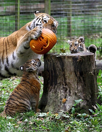 Ingrid-a-Siberian-Tiger-w-004