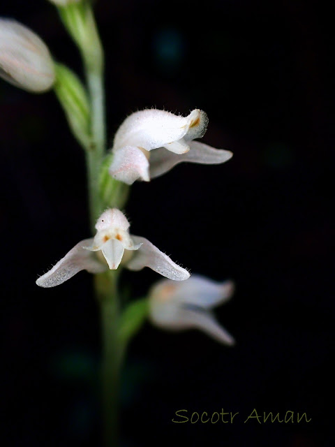 Goodyera schlechtendaliana