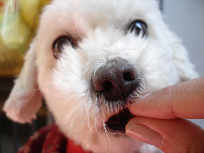 foto cachorro com biscoito