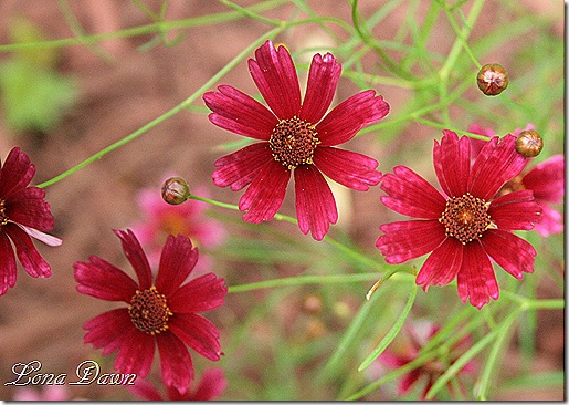Coreopsis_LimerockRuby2_july17