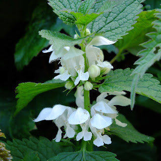 Witte dovenetel, Lamium album, white nettle, white dead nettle