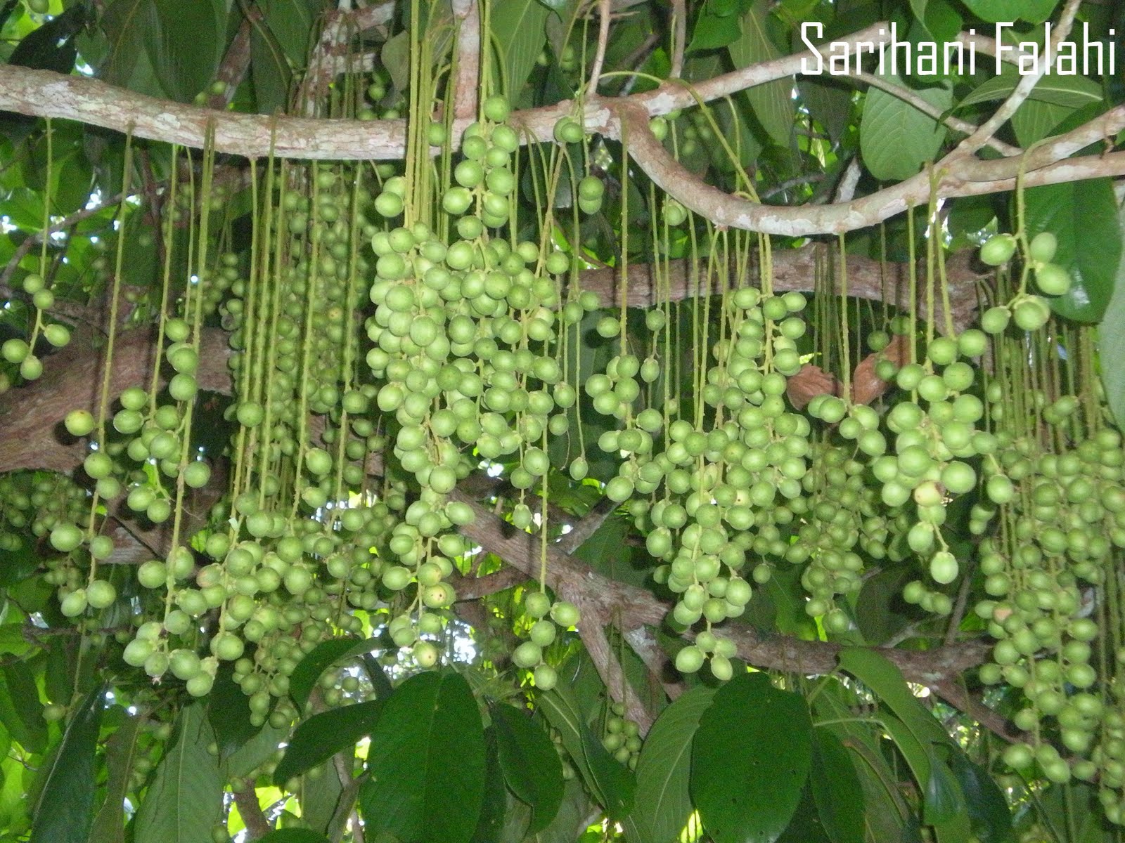 Hati Berdetik dan Berbisik Pokok Rambai Cik Normah