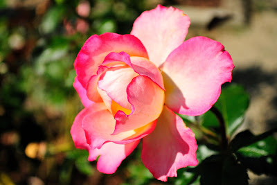 Hermosa rosa bicolor - Beautiful rose