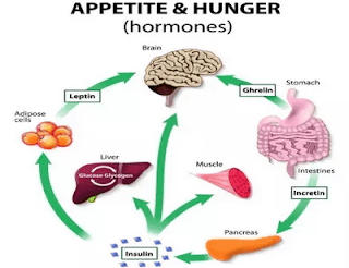 Hunger Hormones Gherlin And Leptin Affect Appetite