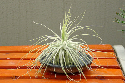 Tillandsia magnusiana care and culture