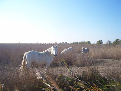 Chevaux camarguais dans les rizières après la moisson