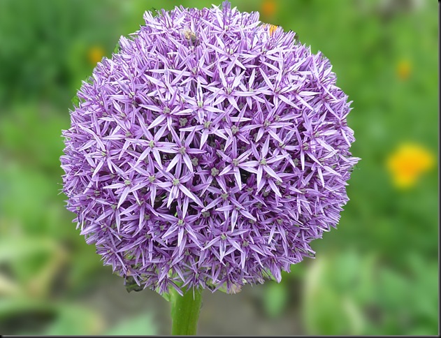 alium