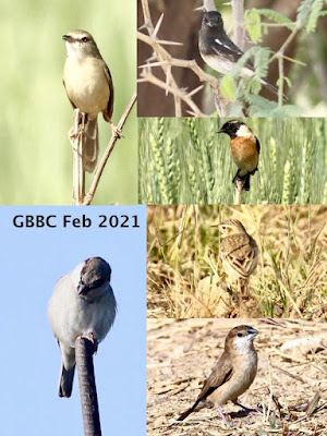 Great Backyard Bird Count 12 Feb -- 15 Feb 2021.