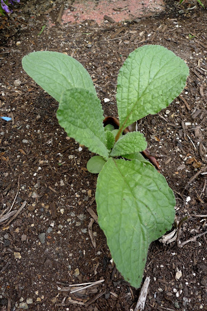 Heirloom Borage, Borago officinalis