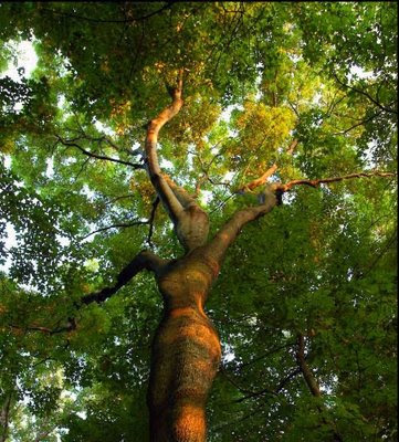 Inilah Foto 19 Pohon-Pohon Aneh Di Dunia  Renungan Harian 