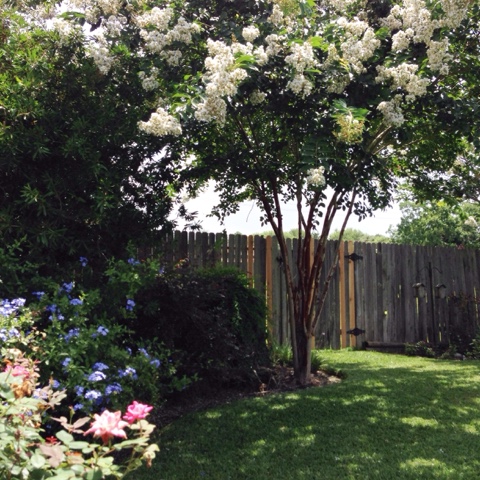 natchez crepe myrtle 