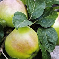  Fruit Trees for Sale - Buy Your Fruit Tree Online at Low Cost